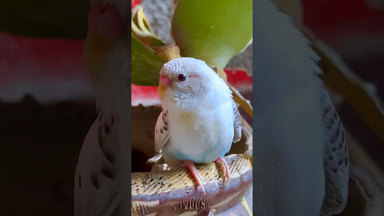 Best Protein diet for budgie, That make your bird healthy 🥚