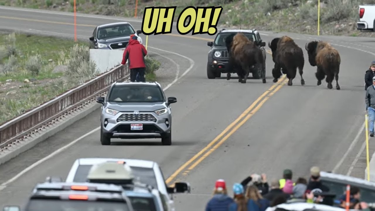 Bison Close Call in Yellowstone