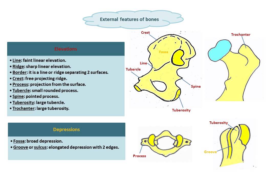 Terms used to describe features of bones - Dr. Ahmed Farid