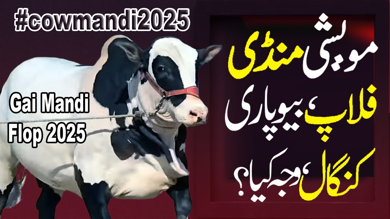 northern bypass mandi new latest update | karachi cattle market flop | cattle market 2025
