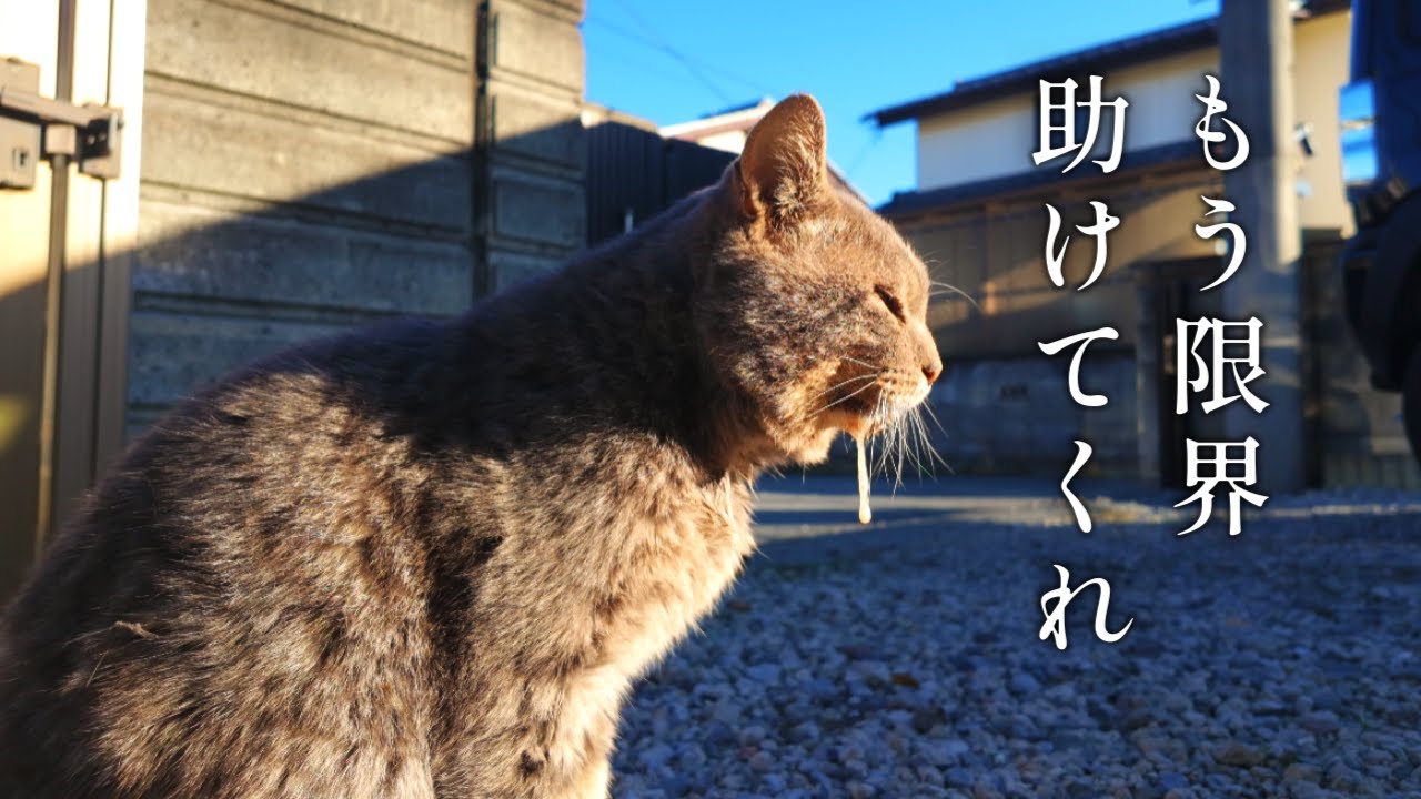 口が痛くてご飯が食べれない猫が助けを求めてきた【地域猫】【保護猫】