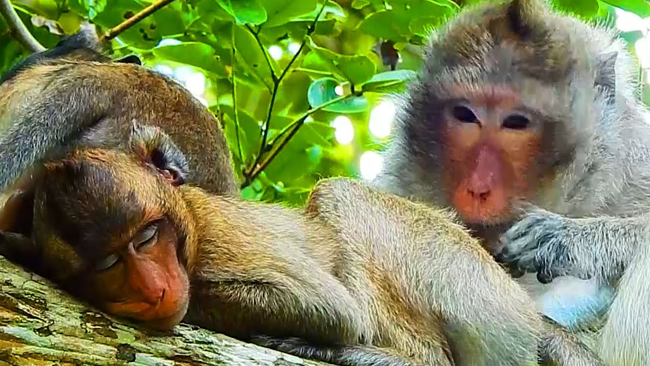 JODY MONKEY WAS LOOKED AFTER BY GLADDIS MONKEY SO WELL AND WARMLY.