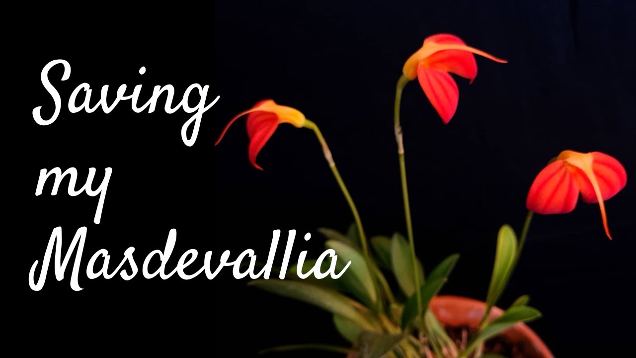 How to repot Masdevallias | How to care for Masdevallia ignea