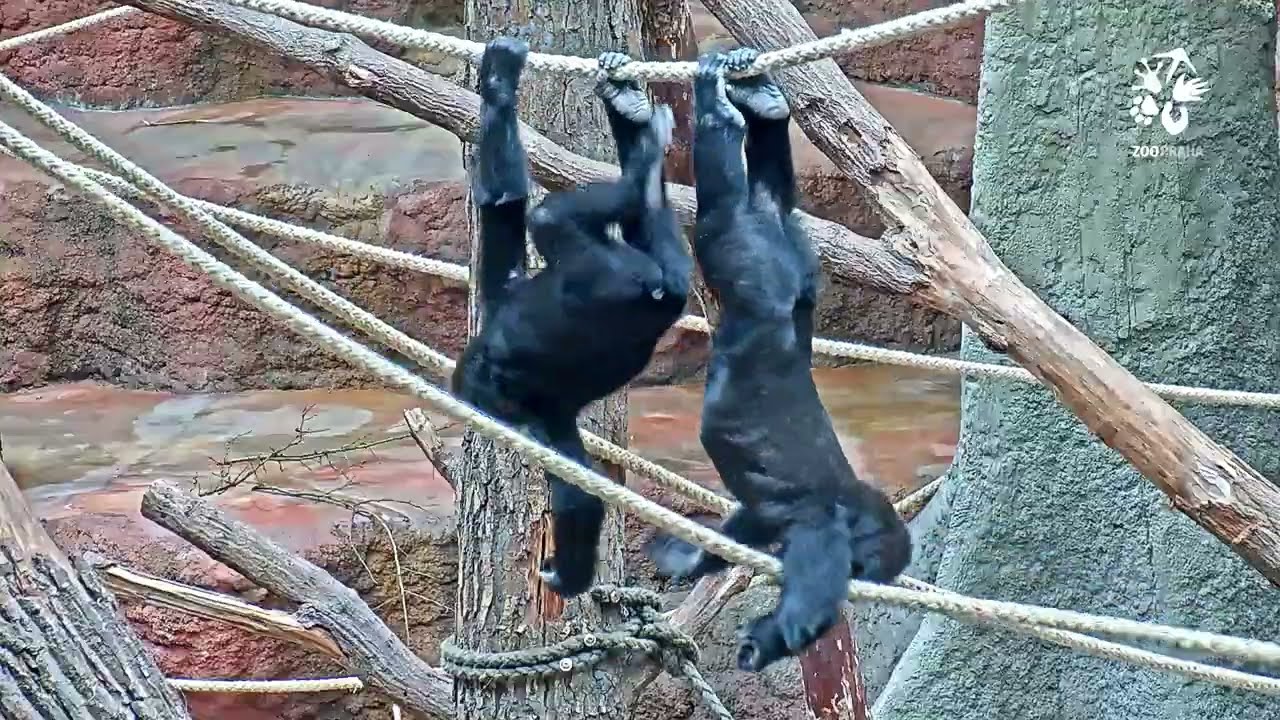 Gorilí mláďata a nekonečně trpělivé matky v Rezervaci Dja