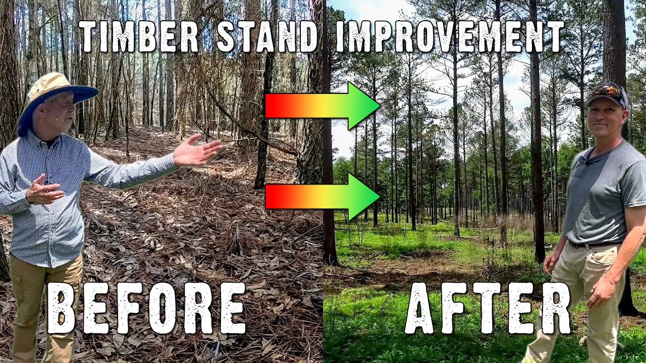 Timber Stand Makeover: Improving Wildlife Habitat in Georgia