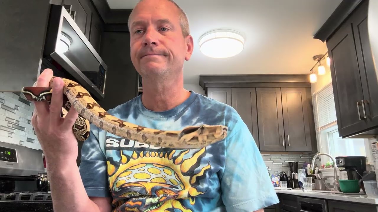 Your Questions Boas in Captivity 