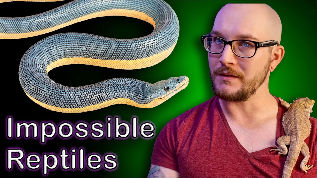 Top 5 IMPOSSIBLE TO KEEP Reptiles