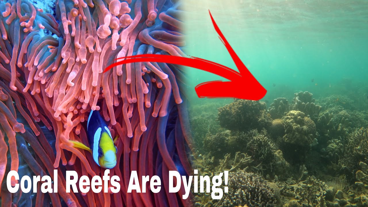 Why We Need To Save Coral Reefs