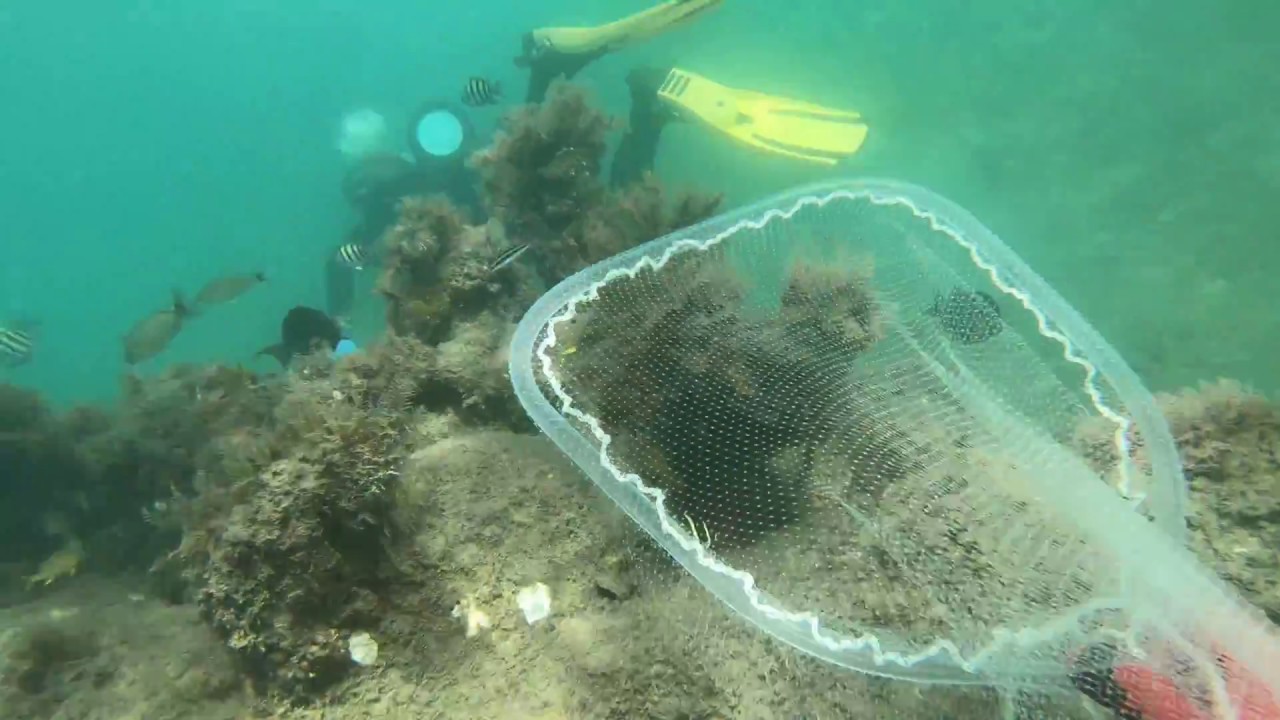Tropical Fish Collecting
