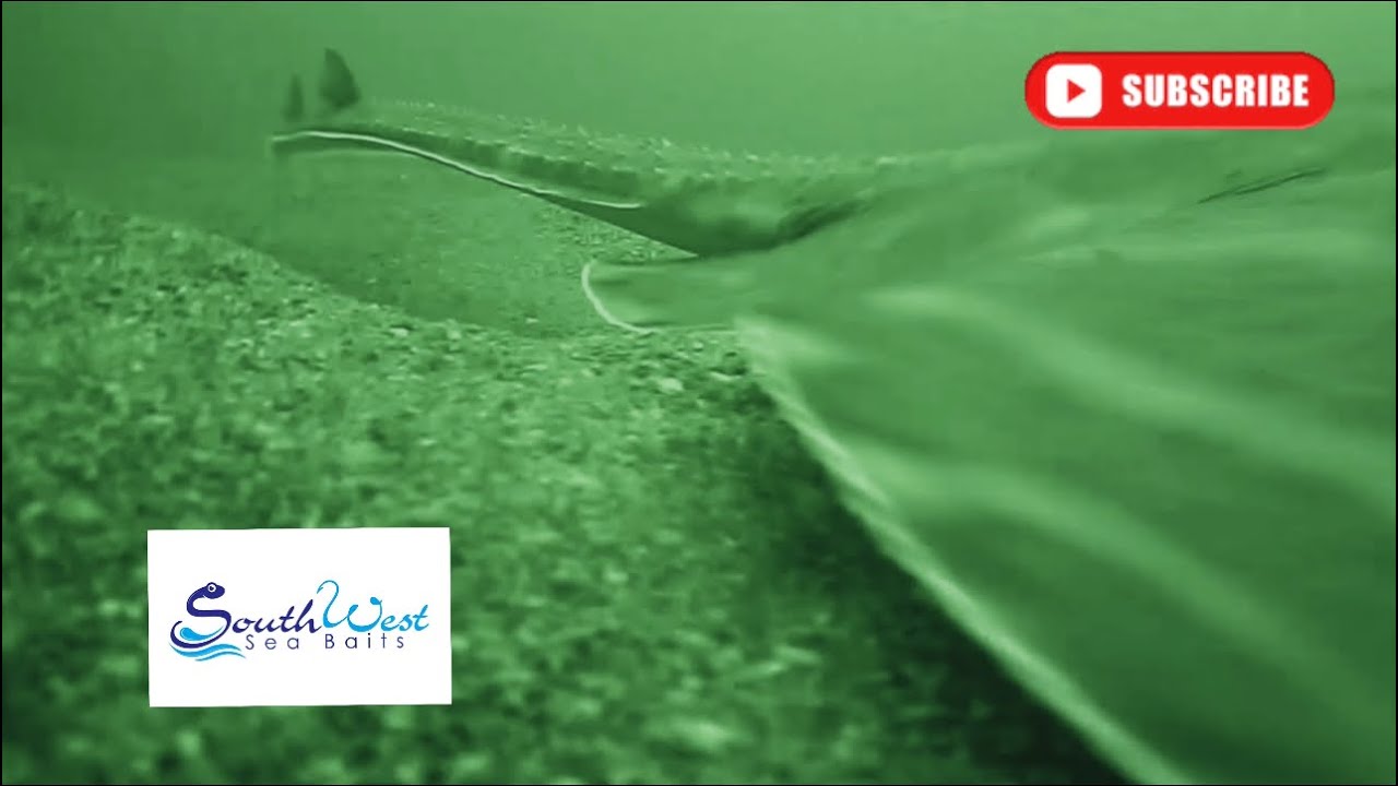 Sea fishing UK - Smalleye Rays - Underwater fishing - boat fishing