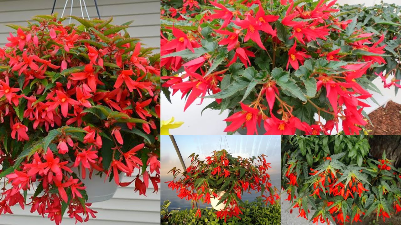 PASOS fáciles Para LOGRAR una estupenda Floración begonia boliviana😱