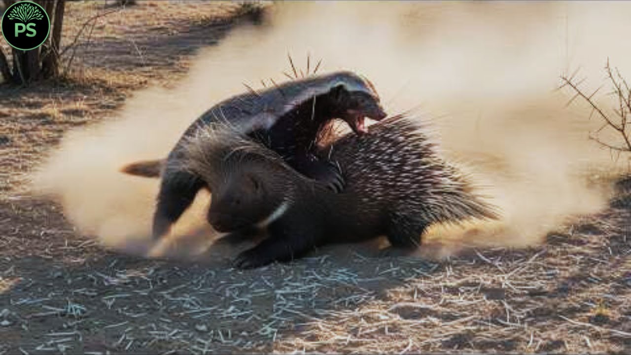 KALAHARI SALVAJE | Batallas Salvajes y Secretos Ocultos de la Vida Animal #animalessalvajes