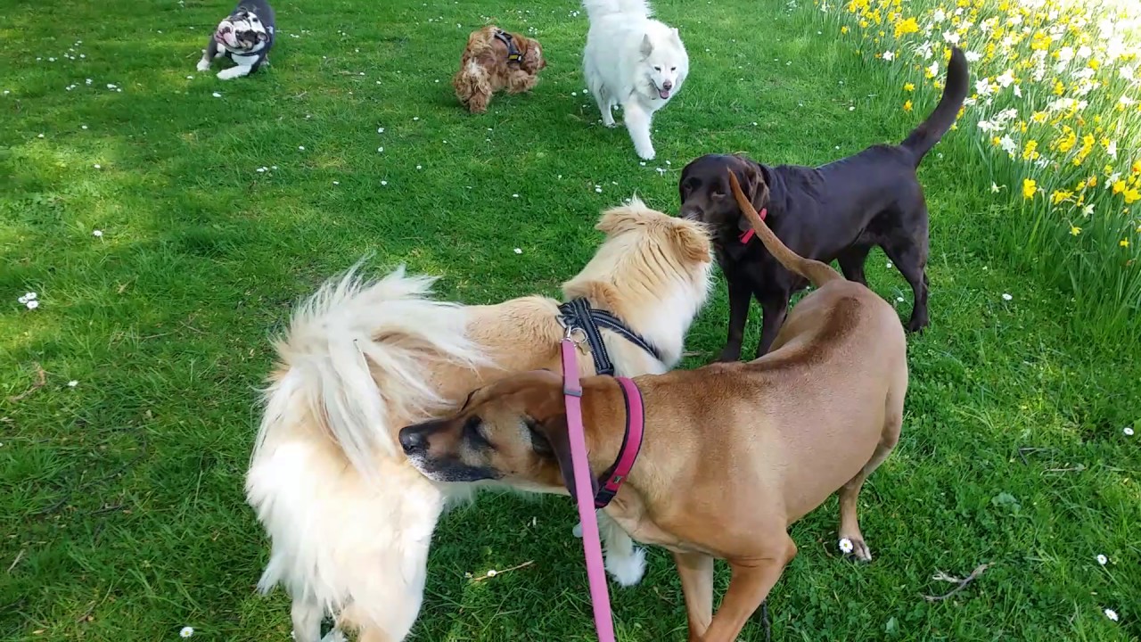 Hvad sker der, n&aring;r pack'en m&oslash;der tre fremmede hunde?