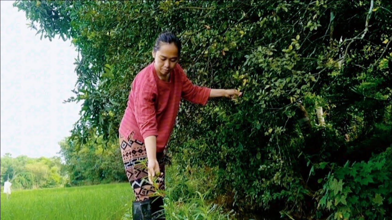 PETIK JERUK LIAR SEUKURAN JEMPOL KAKI ....