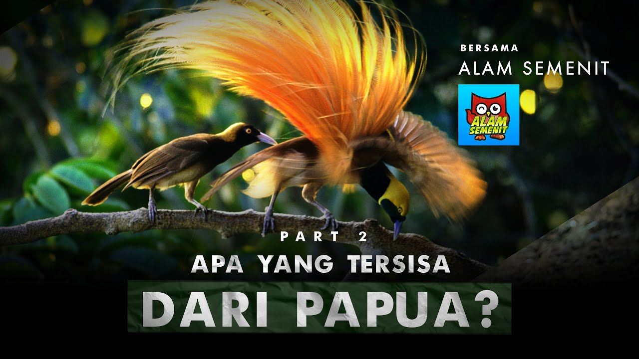 Rumahnya Burung-burung Dari Surga ft. @AlamSemenit  | Papua - Part 2