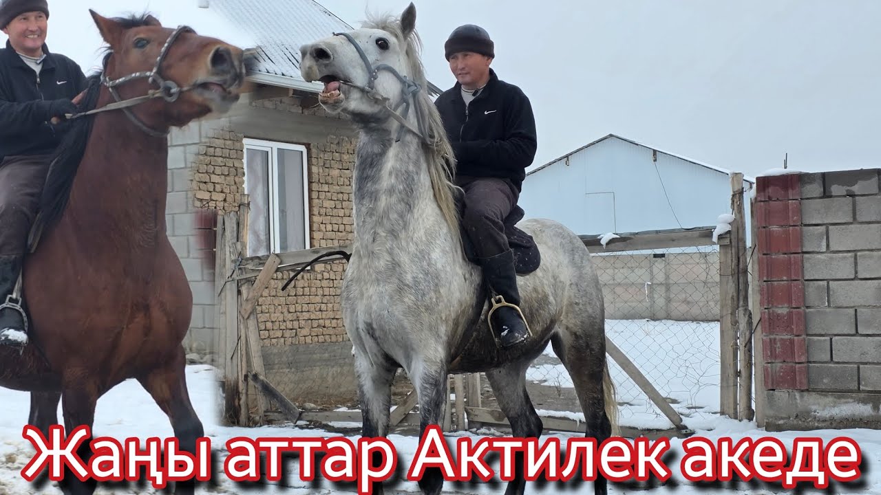 Жаңы аттар Актилек акеден чыкты