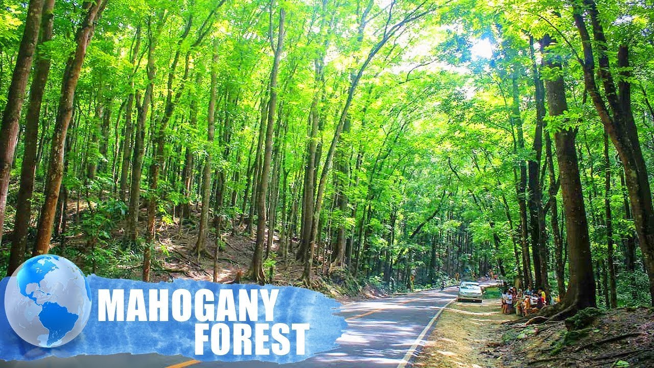 Mahogany Forest | Man-made Forest [Bohol / Philippines]