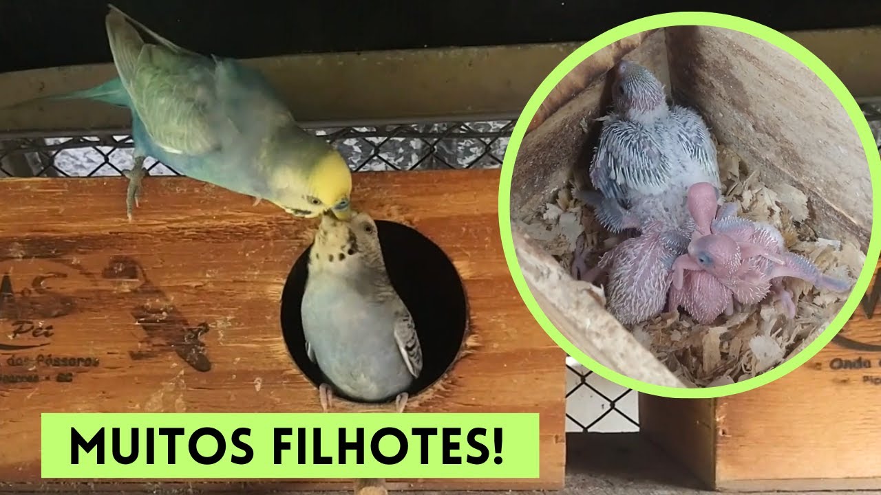 Criação de periquitos australianos em colônia | Coração Campeiro