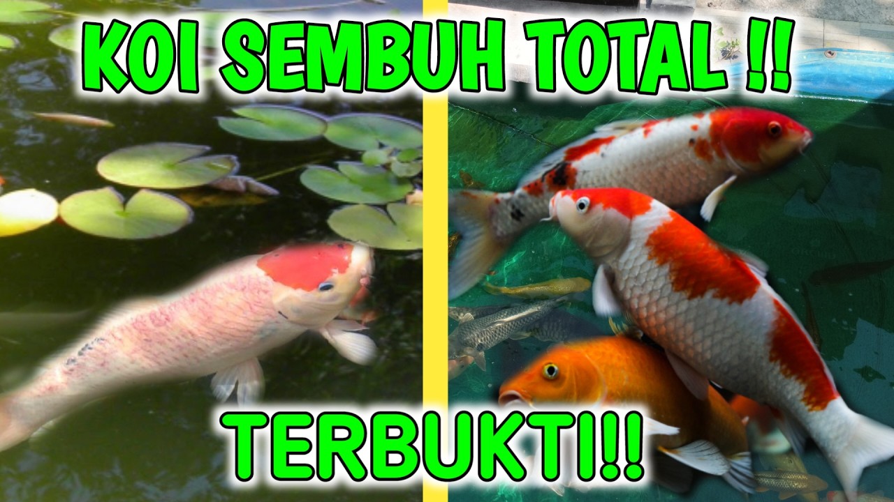 TERBUKTI!! KOI SEMBUH TOTAL | Cara mencampur obat kutublas untuk koi | kutu ikan koi | pecinta koi