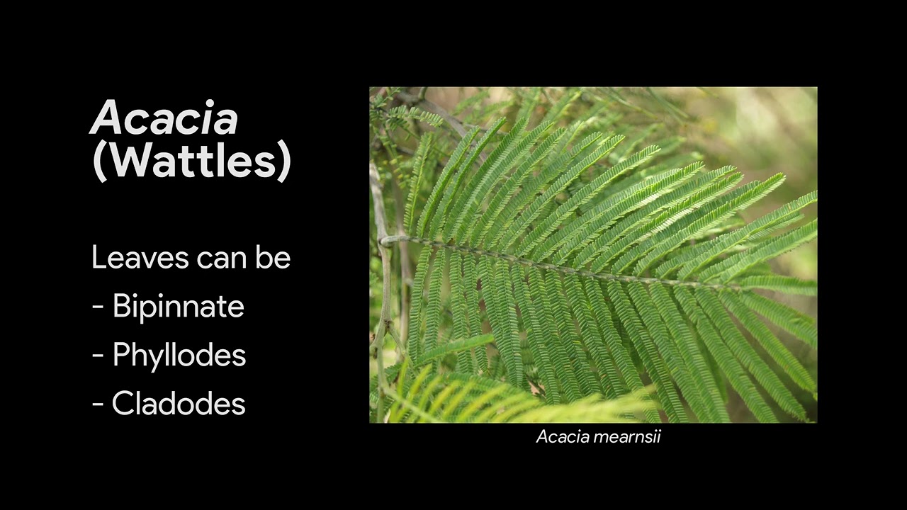 Acacias And Their Relatives - The Mimosoideae- Plant video