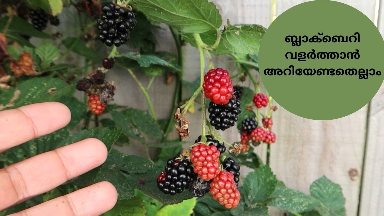 ബ്ലാക്ബെറി വളർത്താൻ അറിയേണ്ടതെല്ലാം/ Blackberry growing guide Malayalam Video