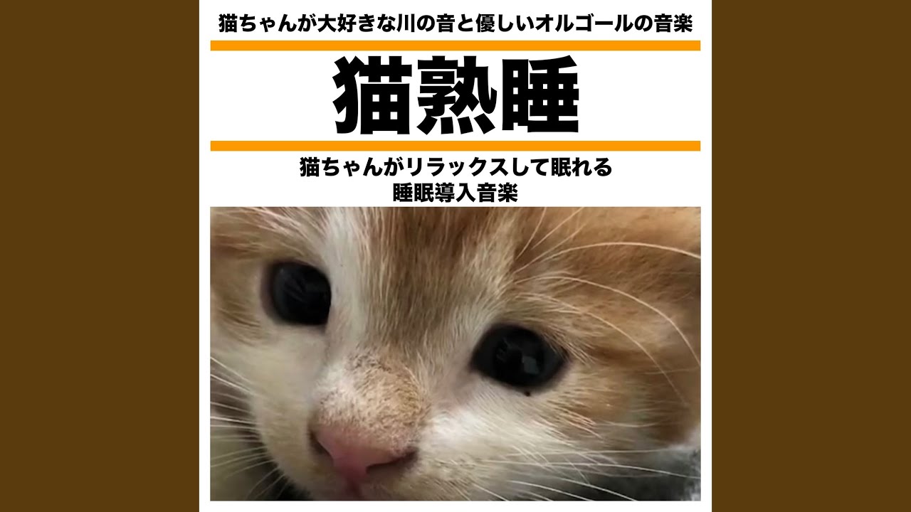 猫熟睡