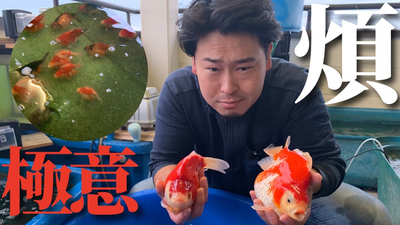話題の『煩』さんのペットに迫る！？＃玉サバ#koi #金魚 #aquarium #福だるま#いやしの郷##金子養鯉場#晴だるま#錦鯉#goldfish 