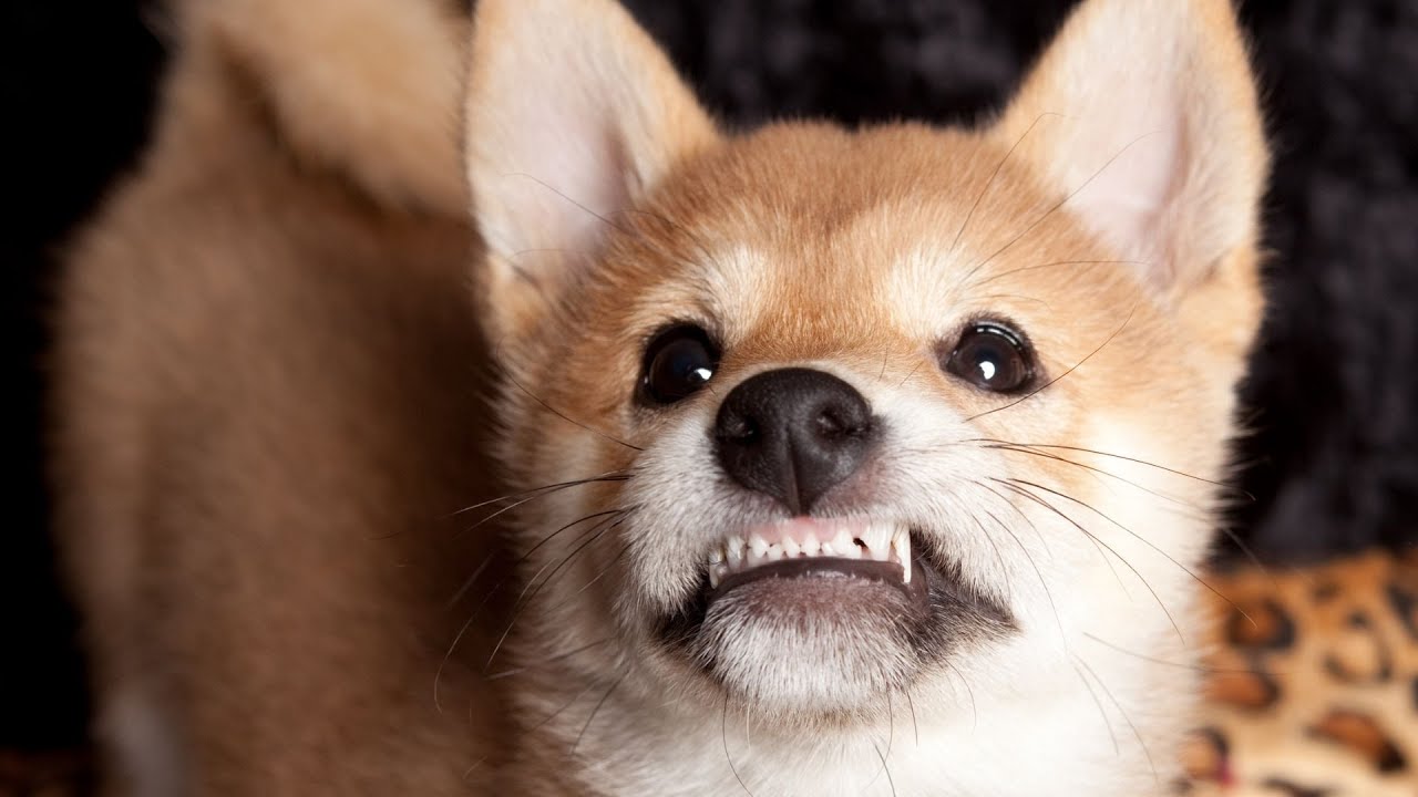 Introducing a Shiba Inu to a New Home - Tips for a Smooth Transition