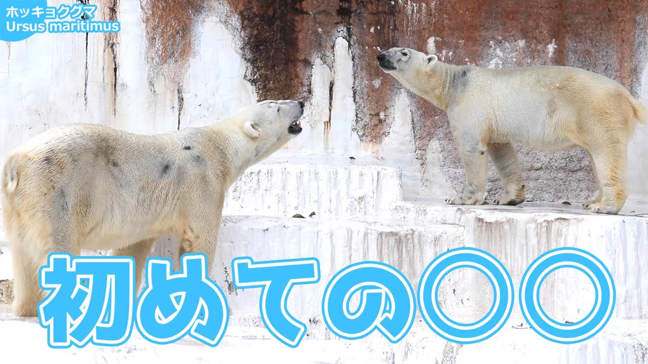 【希少映像】✨初同居💦ゴーゴとイッちゃん💕仲良し❕ ホッキョクグマ  天王寺動物園 Polar bear Osaka Tennoji Zoo