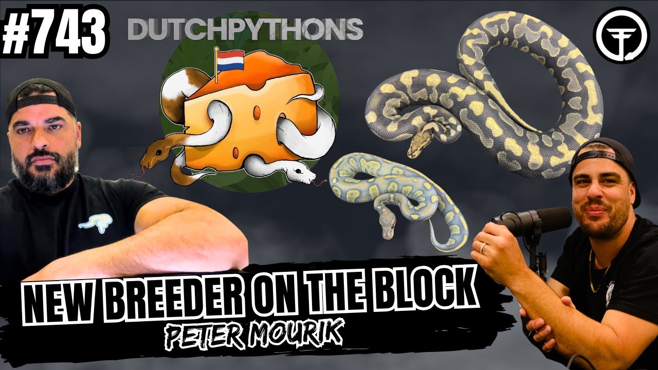 The Best Way To Work Puzzle In Europe  | New Breeder On The Block (Live)