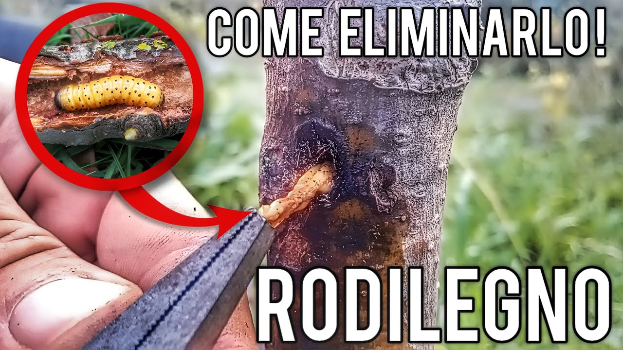 Rodilegno delle piante da frutto: liberatene subito con la mia speciale tecnica di estrazione!