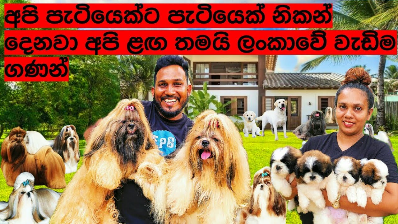පැටියෙක්ට පැටියෙක් අපි නිකන් දෙනවා | මේ ඔක්කොම පිටරට win කරලා ආපු සත්තු | වටිනාකම වැඩිවන රහස🤔