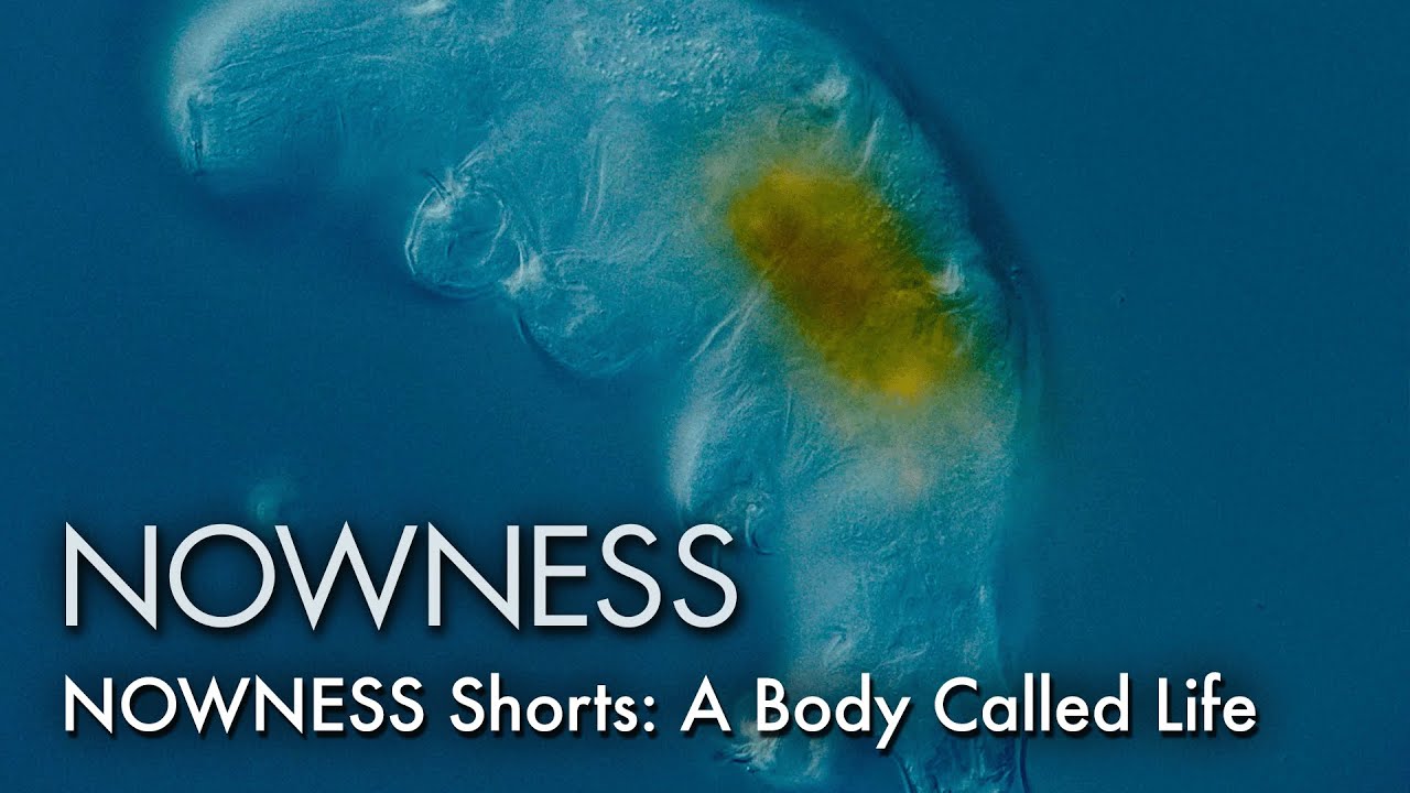 Cult microscopist James Weiss accepts his scars through the surreal world of microscopic organisms