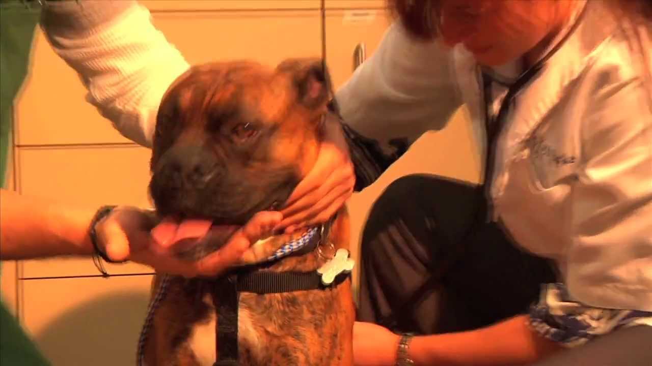 A Plus Animal Hospital - Anesthetic-Surgery Appointment