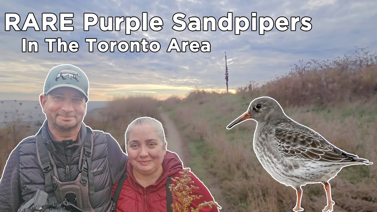 Rare Purple Sandpipers in The Toronto Area