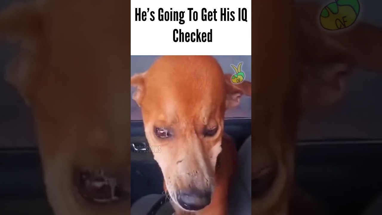 Smartest Dog In The World