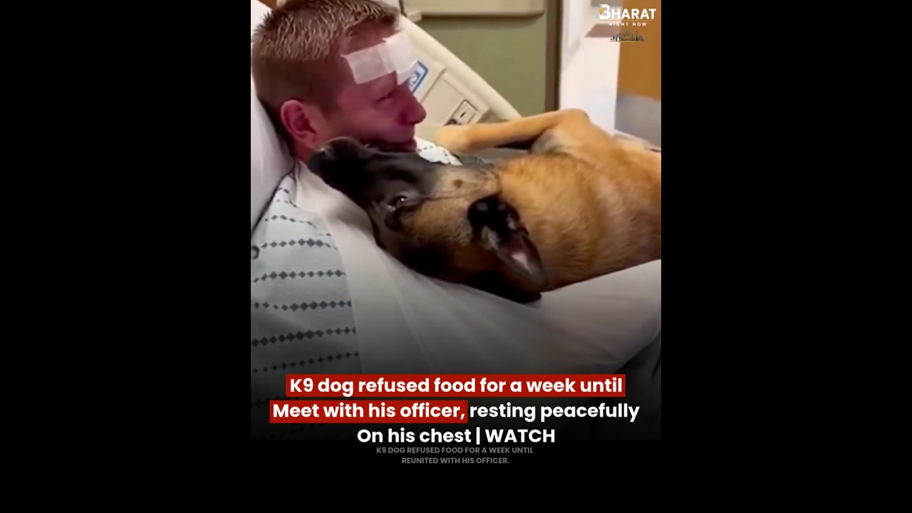 K9 dog refused food for a week until Meet with his officer #news #viral #shorts #viralshorts #fyp