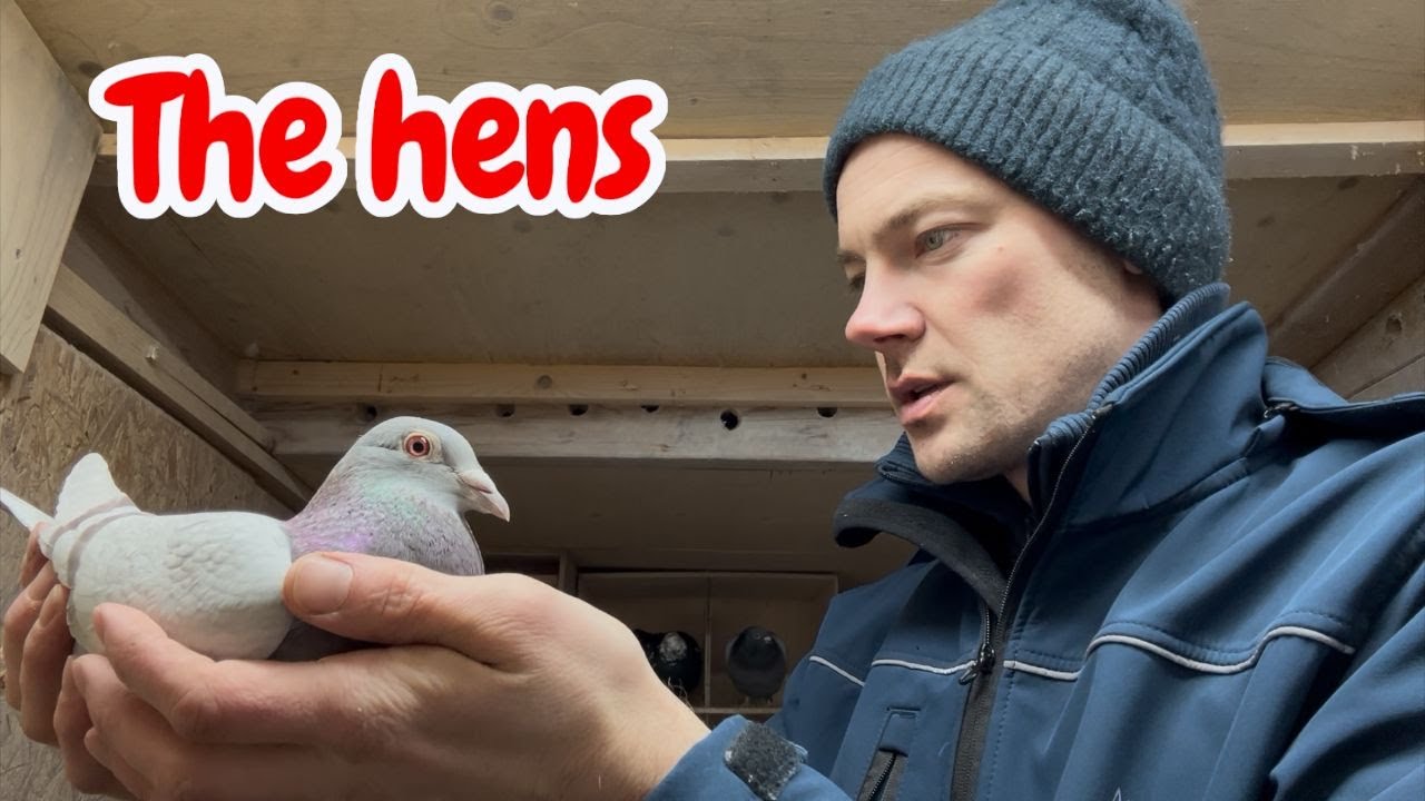 Курицы и птенцы: Обновление информации о голубятне 🕊️