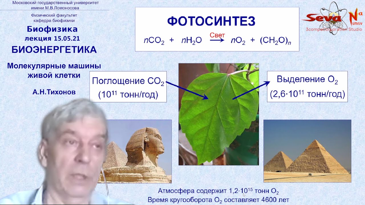 БИОЭНЕРГЕТИКА. МОЛЕКУЛЯРНЫЕ машины ЖИВОЙ клетки | БИОФИЗИКА (лекция) - Тихонов А. Н. ФизФак МГУ