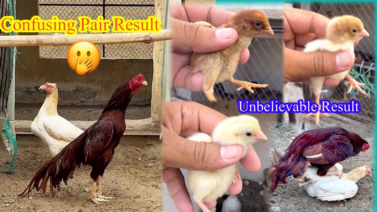 Confusing Pair ka Result Agya 🫢 Unbelievable Surprise 😮