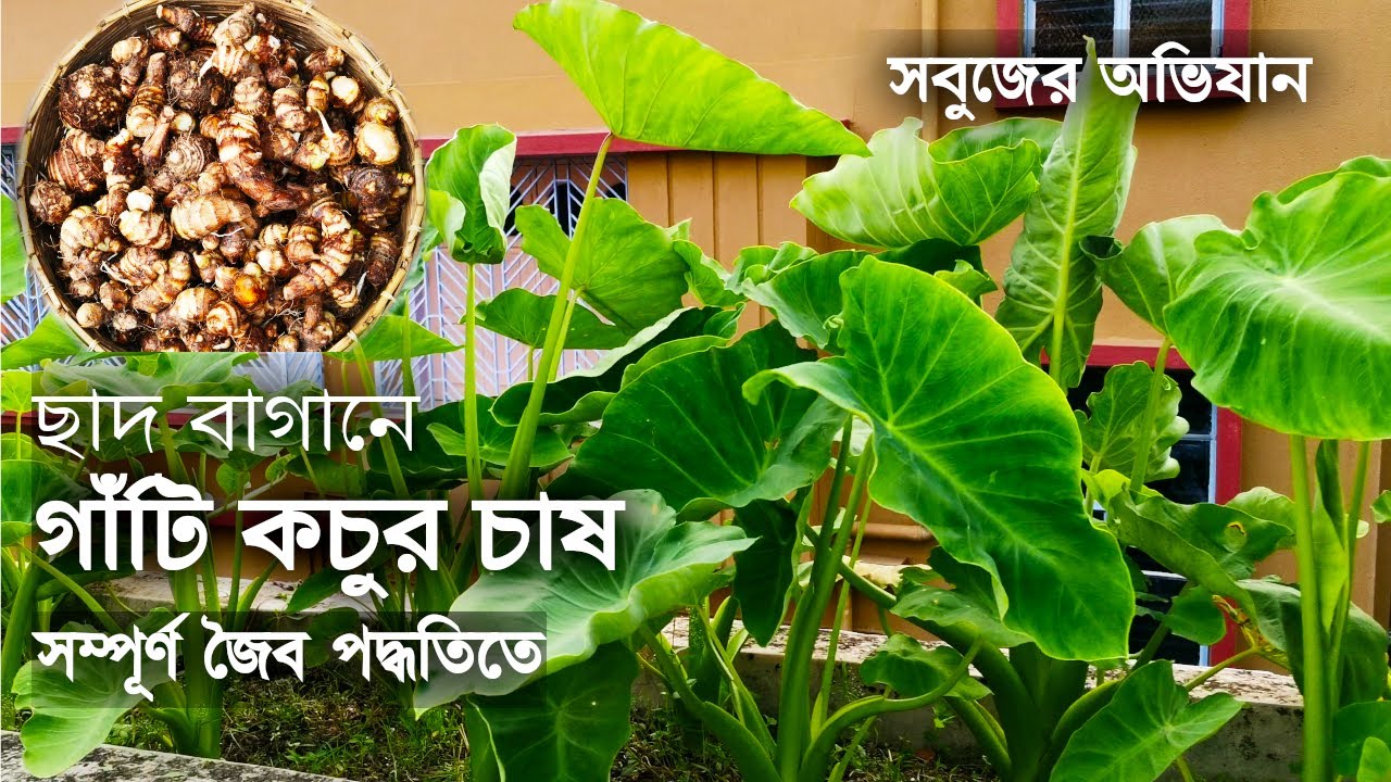 ছাদ বাগানে গাঁটি কচুর চাষ সম্পূর্ণ জৈব পদ্ধতিতে | Grow Taro Plant at Rooftop Garden | সবুজের অভিযান