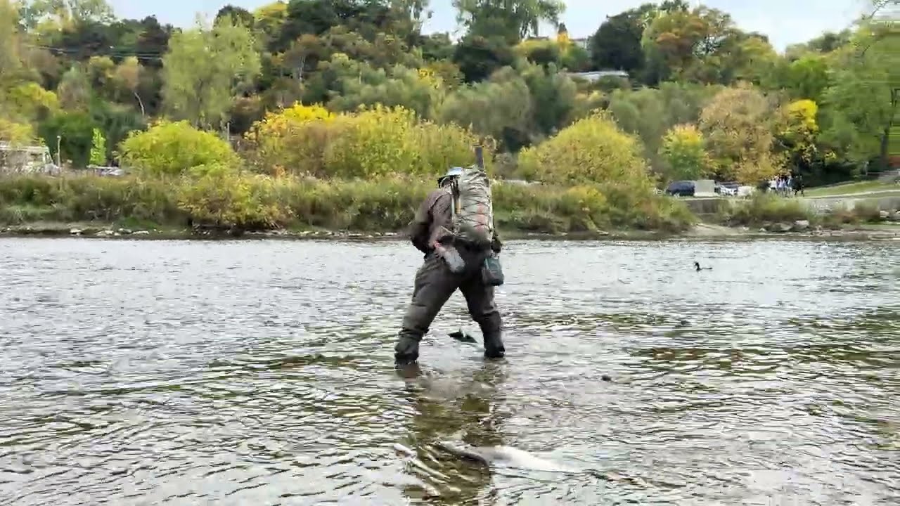 Experience the stunning salmon run at Humber River #fishing #toronto #salmon