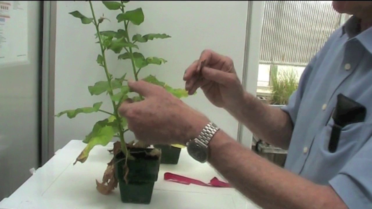 How to inoculate viruses onto plants