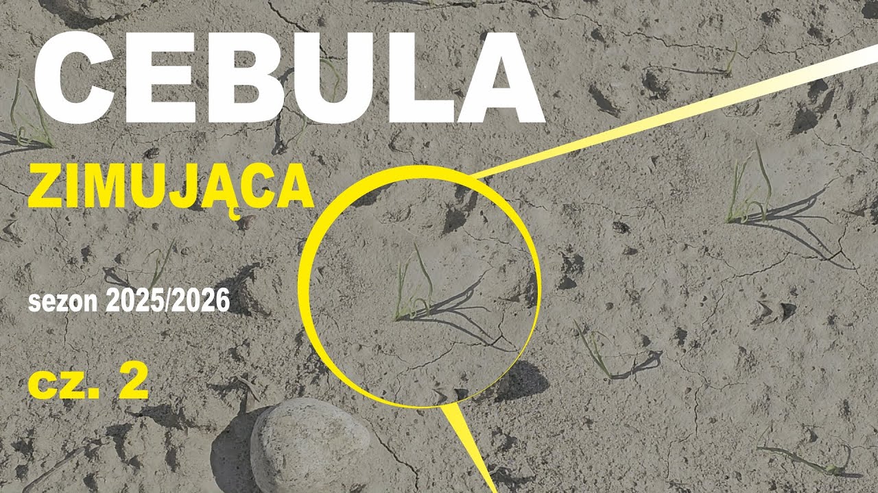 Cebula zimująca sezon 2025/2026 cz. 2🧅🧅