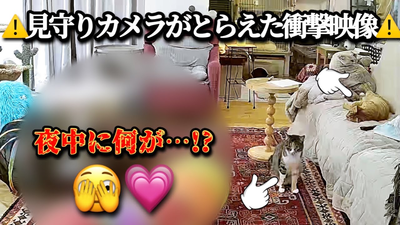 【閲覧注意】見守りカメラがとらえた衝撃映像⚠️ まさかのラブラブ現場でした😂💕