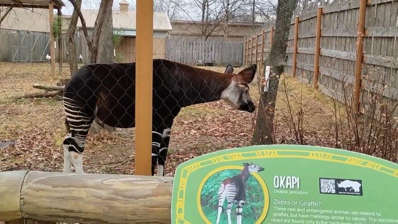 February 4, 2026, MS zoo