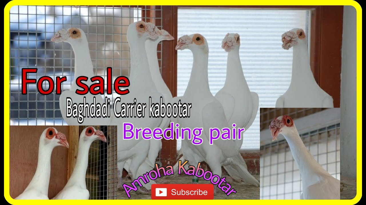 For sale fancy kabootar. Baghdadi carrier kabootar homar kabutar Amroha. Aaftab bhai mob. 9837650208