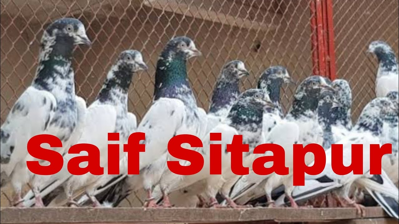 15 May 2022#indianpigeon #shoknawaboke #highflyingpigeons#sitapurpigeon