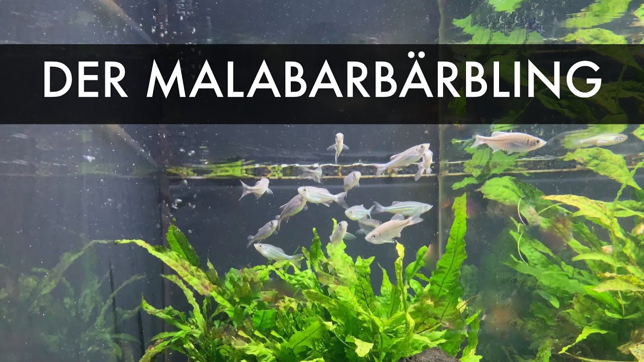 Der Malabarbärbling | Devario malabaricus und Devario aequipinnatus