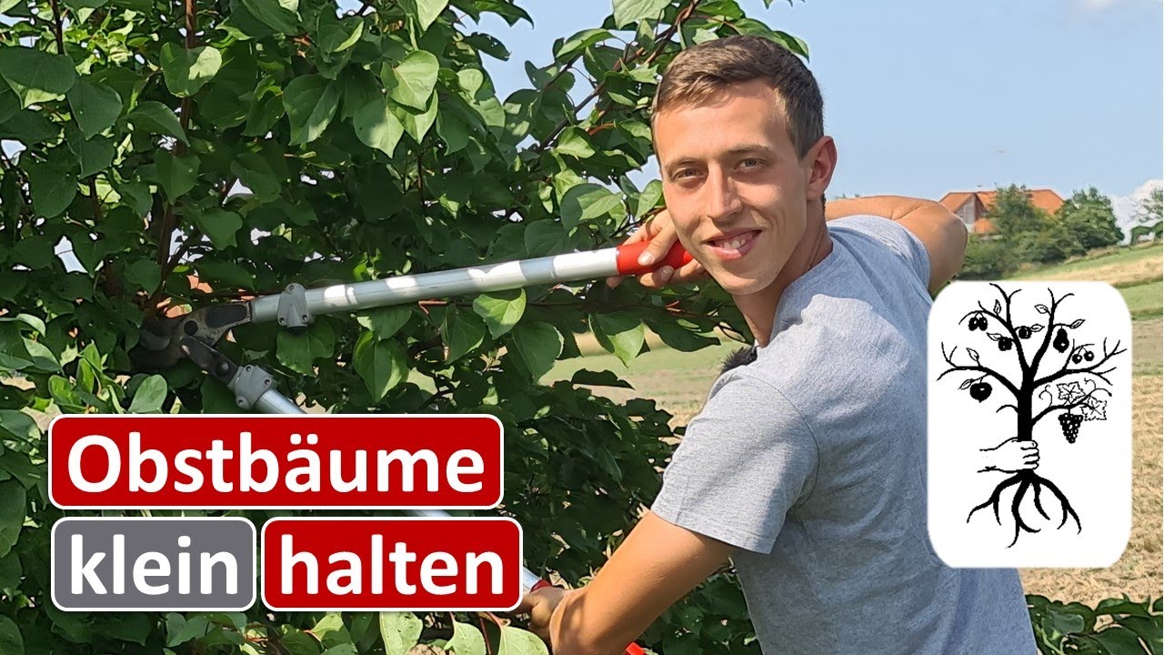 Obstgarten im August - Obstbäume klein halten mit Sommerschnitt - Erntetipps und Leimringe anbringen